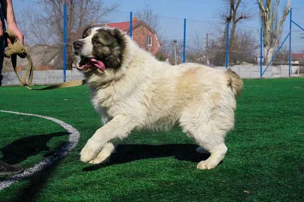 Sportowiec Wyprowadza Dużego Psa Bez Kagańca Biały Owczarek Azji Środkowej — Zdjęcie stockowe