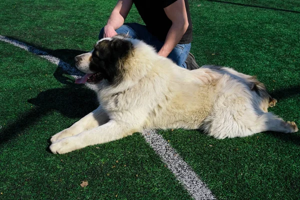 一个运动员不带嘴地遛着一只大狗 白色中亚牧羊犬 和一个玩世不恭的人一起工作 自然色彩 卡加尔 足球场走狗 牧羊犬 犬儒学 动物教育 犬儒学家 — 图库照片