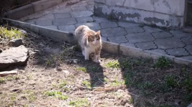 Küçük evsiz gri kedi, tüylü kedi. Hayvan yiyecek aramak için cadde boyunca yürür. Terk edilmiş hayvan..