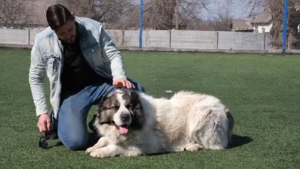 Великий Собака Білим Хутром Лежить Футбольному Полі Чоловік Гладить Собаку — стокове відео