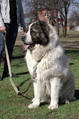 Büyük köpek. Kürk tüylüdür, Orta Asya çoban köpeği beyazdır. Alabai ya da kagal, arazi ve tarlaların korunması için özel bir tür. Futbol sahasında bir Cynoloji uzmanıyla yürü.