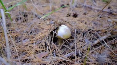 Soluk benizli, aynı zamanda bir sinek mantarı. Amanita cinsinden yeşil, ölümcül, zehirli bir mantar. Ormanda tehlikeli mantar toplama. Boletus beyazı. Erkeklerin elleri mantarı bıçakla kesiyor. orman yiyeceği
