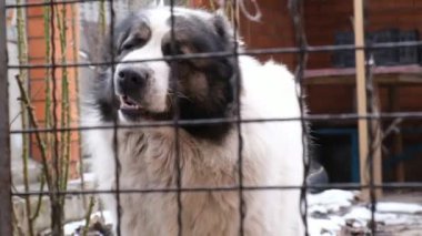 Büyük köpek etrafı çevreleyen ağın arkasından havlıyor. Havlayan bir köpekle yavaş çekim videosu. Çoban ziyaretçiye agresif bir tepki verir. Labai ya da Kagal, tehlikeli bir hayvan türü.. 