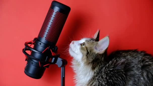 Microfone Gato Para Podcasts Gravação Som Fica Sobre Fundo Vermelho — Vídeo de Stock