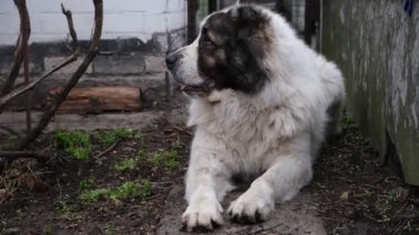 Bahçede yerde büyük bir çoban yatar. Sokakta bekçi köpeği. Özel bölgenin korunması ve korunması. Kocaman tüylü bir evcil hayvan. En sevdiği köpek. Güzel beyaz alabai..