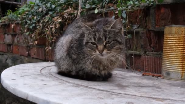 Gato Solitario Abandonado Calle Pequeño Gato Triste Esponjoso Animales Sin — Vídeos de Stock