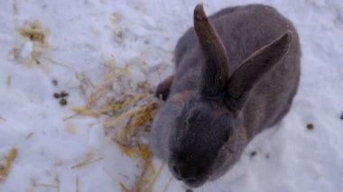 Gri tavşan yemek yiyor. Güzel pofuduk bir hayvan demir kovadan elma yer. Kemirgenlerin yuvası. Uzun kulaklı bir hayvan. Paskalya Tavşanı.