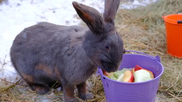 Den Grå Kaninen Äter Ett Vackert Fluffigt Djur Äter Äpplen — Stockvideo