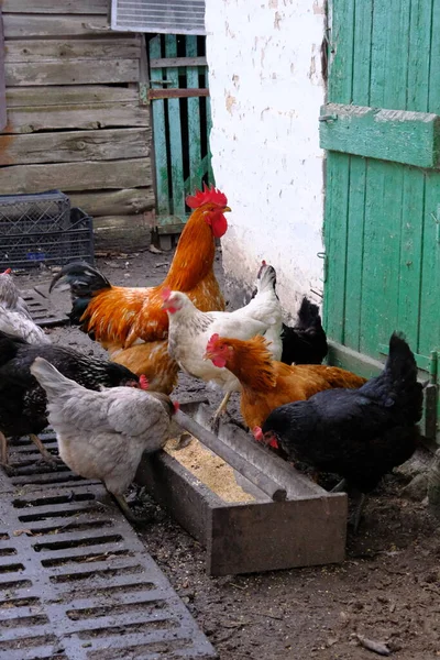 Hahn Und Hennen Beim Füttern Von Getreide Landleben Hausgeflügel Alter — Stockfoto