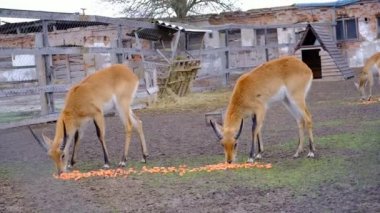 Ecopark 'ta yetişkin erkek ve dişi springbok (Antidorcas) bulunur. Hayvanat bahçesindeki eğlence merkezinin bölgesinde antiloplar. Havacıda beslenen antiloplar. Gönüllüler tarafından vahşi hayvanların restorasyonu..