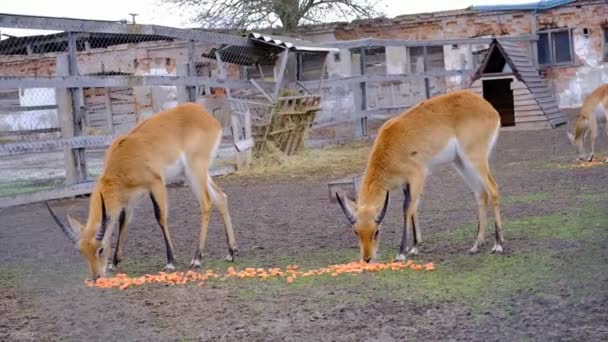 Ενηλίκων Αρσενικό Και Θηλυκό Springbok Antidorcas Στο Ecopark Antelope Στο — Αρχείο Βίντεο