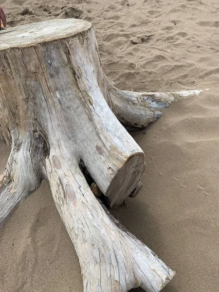 树和它的结构 灰色的木头 被海浪冲刷的海洋上干枯的老树桩 树桩是自制家具的基础 — 图库照片