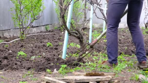Man Works Land Digging Earth Pitchfork Fertilization Earth Cleaning Weeds — Stockvideo
