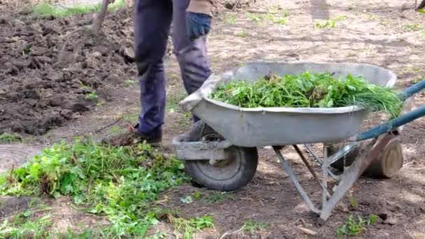 Man Works Land Digging Earth Pitchfork Fertilization Earth Cleaning Weeds — стоковое видео