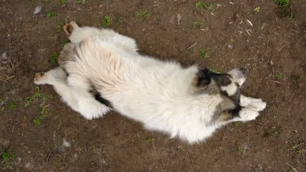 狗是热的 闷死了一只毛茸茸的大狗躺在树荫下 它很热 呼吸着沉重的空气 照顾大宠物 — 图库视频影像