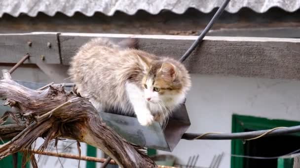 Gray Kitten Cannot Get High Surface Windy Weather Fluffy Frightened — Vídeo de Stock