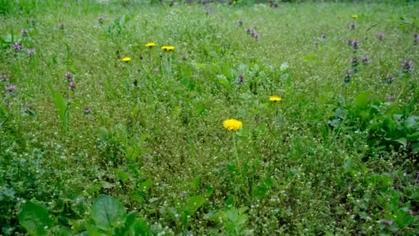 Fresh Green Grass Yellow Flowers Beautiful Nature Rest Picnic Area — стоковое видео