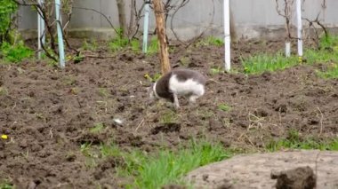 the cat is pooping. The animal digs in the ground removing poop. A gray cat in the garden drips a place for a toilet with its paws.