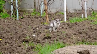 Kedi kakasını yapıyor. Hayvan kaka çıkarmak için toprağı kazıyor. Bahçedeki gri bir kedi patileriyle tuvalet için bir yer damlatıyor..