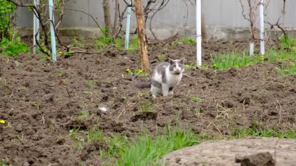 Cat Pooping Animal Digs Ground Removing Poop Gray Cat Garden — Vídeos de Stock