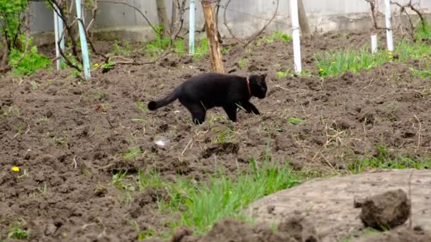 Black Cat Pooping Animal Digs Ground Removing Poop Cat Garden — Vídeos de Stock