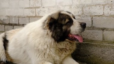 Büyük beyaz bir köpek dili dışarıda uzanıyor. Büyük bir hayvan için çok havasız ve sıcak. Memleket muhafızı, tembel köpek. Orta Asya Çoban Köpeği, Alabay