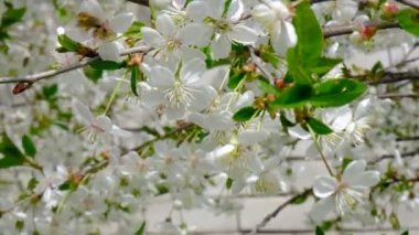 Arılar kiraz çiçeklerinin etrafında uçar, arılar bahar güneşli bir günde nektar poleni toplar, yavaş hareket eder. Beyaz çiçeklerin etrafında bal arıları, çizgili bal arıları. uçan apis