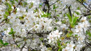 Bees flying around cherry blossoms, bees collecting nectar pollen on a spring sunny day, slow motion.Honey bees around white flowers, stripedhoneybee. flying apis