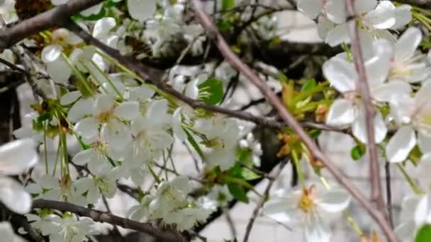 Bees Flying Cherry Blossoms Bees Collecting Nectar Pollen Spring Sunny — Stockvideo