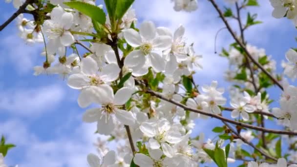 Bees Flying Cherry Blossoms Bees Collecting Nectar Pollen Spring Sunny — Stockvideo