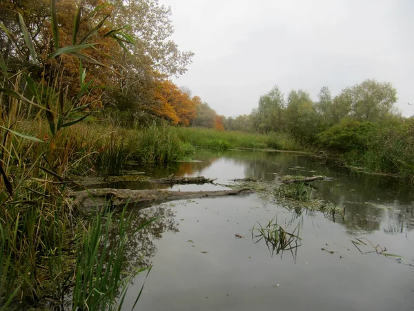 Suda odun parçaları ve dallarla terk edilmiş eski bataklık. Parkın manzarası