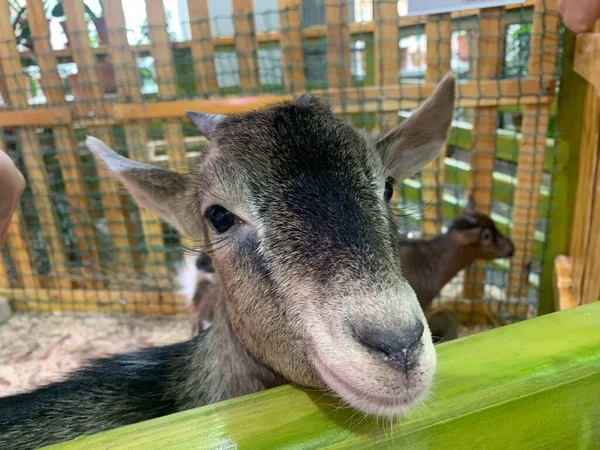 Young Goat Farm Peeks Out Wooden Beam Gray Artiodactyl Animal — стоковое фото