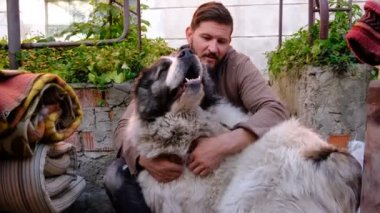 Adamın biri Alabai cinsinden büyük beyaz bir köpeği tırmalayıp okşuyor. Dili dışarı fırlayan Orta Asya çoban köpeği. Mutlu hayvan.