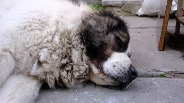 Large Lazy Dog Breed Alabai Central Asian Shepherd Dog Tired — Vídeos de Stock