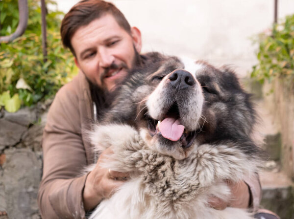 A man scratches and strokes a large white dog of the Alabai breed. Central Asian Shepherd Dog with protruding tongue. happy animal.