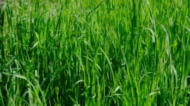 Bahçedeki parlak yeşil çimenler. Yavaş kamera hareketi, rüzgardaki uzun otların hareketi..
