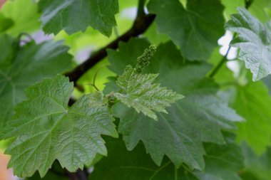 Taze üzümler, yeşil yapraklar. Ağustos 'ta çeşitli şaraplar olgunlaşır. Tatlı meyvelerden zengin bir hasat.