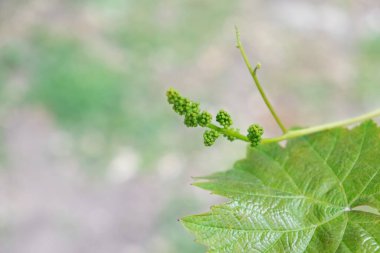 Taze üzümler, yeşil yapraklar. Ağustos 'ta çeşitli şaraplar olgunlaşır. Tatlı meyvelerden zengin bir hasat.