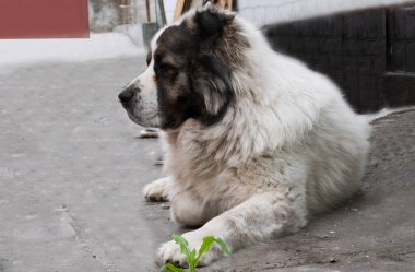 Büyük köpek özel sektörün bölgesini koruyor. Soylu hayvan. Orta Asya çoban köpeği beyazı, alnında bir ay var, Alabai. tehlikeli ve büyük