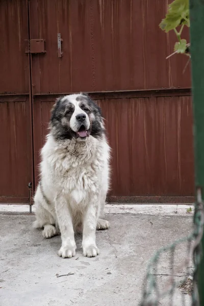 Duży Pies Strzeże Terytorium Sektora Prywatnego Zwierzątko Rodowe Środkowoazjatycki Owczarek — Zdjęcie stockowe