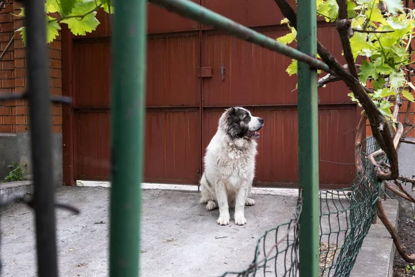 Büyük Köpek Özel Sektörün Bölgesini Koruyor Soylu Hayvan Orta Asya — Stok fotoğraf