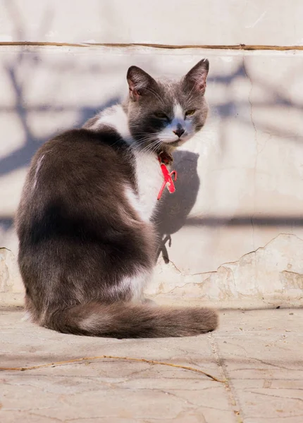 Gray Cat Basking Sun Contented Pet Lazily Resting Street Caustic — Stock Photo, Image