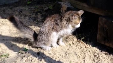 the cat is pooping. The animal digs in the ground removing poop. A gray cat in the garden drips a place for a toilet with its paws.
