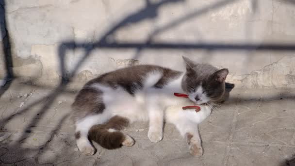 Gato Gris Está Tomando Sol Una Mascota Satisfecha Descansando Perezosamente — Vídeos de Stock