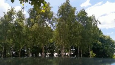 Huş ağaçları, rüzgarda sallanan ağaçlar, bakımlı ormanlar.