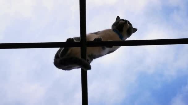 高さが薄いクロスバー 動物の危険な高さ 通りの美しい灰色の猫に座っています — ストック動画