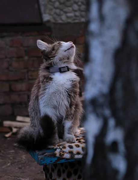 Beautiful Little Kitten Sits Street Looks Distance Cute Pet Fluffy — Stock Photo, Image