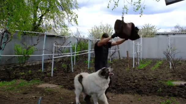 Perro Grande Fuerte Salta Alto Juega Jardín Con Dueño Hermoso — Vídeos de Stock