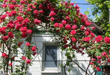 Özel sektörde birçok kişi pencerenin etrafında güllere tırmanıyor. Pembe çiçekler, bahçe ve ev için güzel bir çözüm. Açık, açan gül tomurcukları.