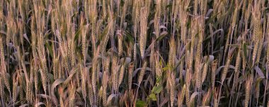 Tarlada sarı buğday olgunlaşır. Çiftçilik ve tarım. Ukrayna 'da ekmek. Kavram: Beslenme, un üretmek için ürün yetiştirme. Buğday yakın çekim
